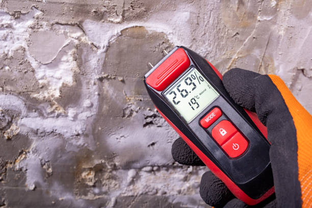 Best Toxic Mold Removal  in Leadville, CO