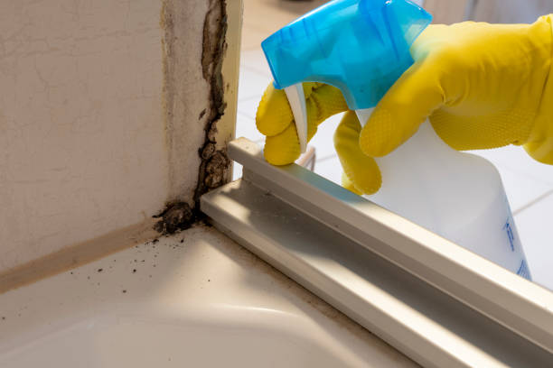 Best Toxic Mold Removal  in Leadville, CO