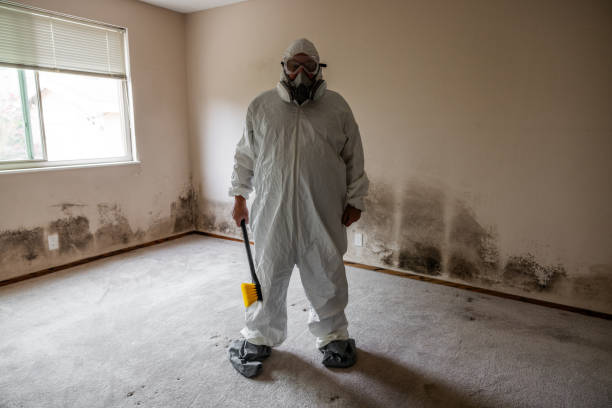 Best Attic Mold Removal  in Leadville, CO