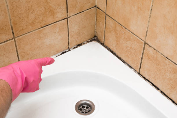 Best Mold Damage Repair  in Leadville, CO